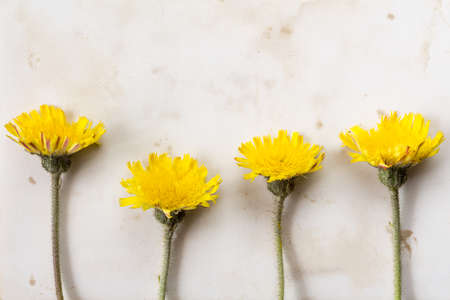 Four yellow wildflowers on old paper background. Copy-space.の写真素材
