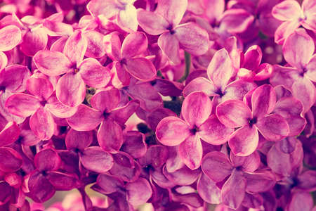 Background of  beautiful blooming lilac flowers