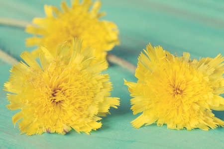 Three yellow wildflowers on blue painted wooden backgroundの写真素材