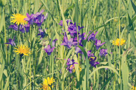 Summer meadow with purple and yellow wildflowersの写真素材