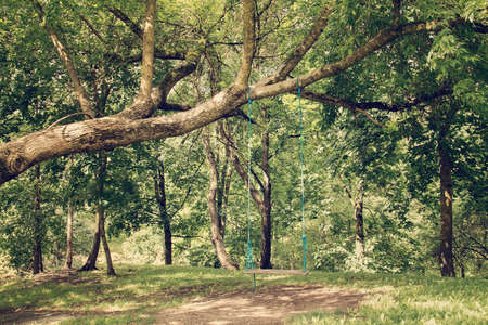 Romantic scene of a single swing hanging from tree branchの写真素材
