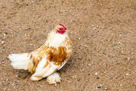 Decorative white chicken walking on the sandの写真素材
