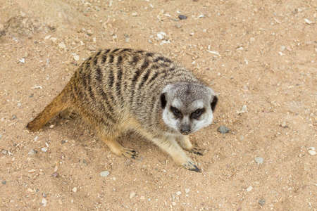 Suricate or meerkat on sand guards his territoryの写真素材