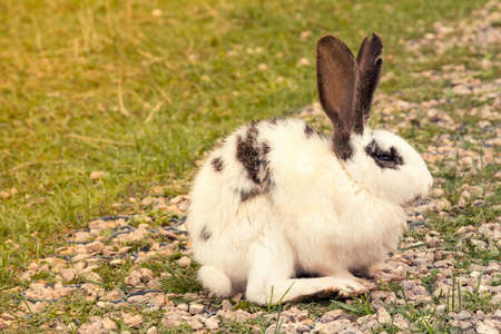 White spotted Easter rabbit sitting in a gardenの写真素材