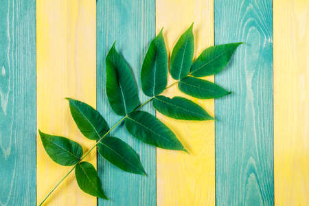 Wooden background with green plant. Copy-space.