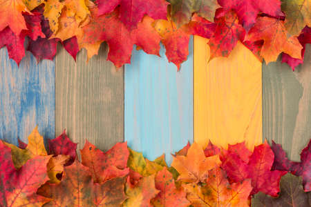 Dried red,yellow and brown maple leaves border on wooden background