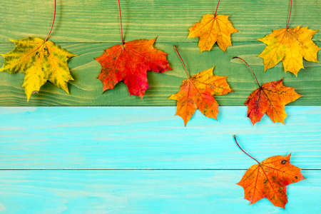 Colorful fall maple leaves on wooden background.Copy-space.の写真素材