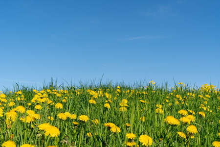 Yellow dandelion flowers blooming under blue skyの写真素材