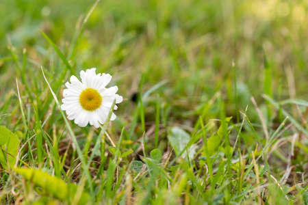 Daisy flower - wild chamomile in a green meadowの写真素材