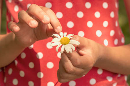 Close up of a child hands pulling petals off a daisyの写真素材