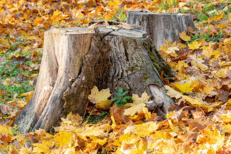Tree stumps surrounded by fallen leaves in autumn forestの写真素材