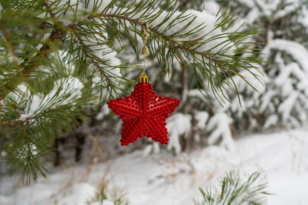 Red Christmas Star on the snow covered pine Branchの写真素材