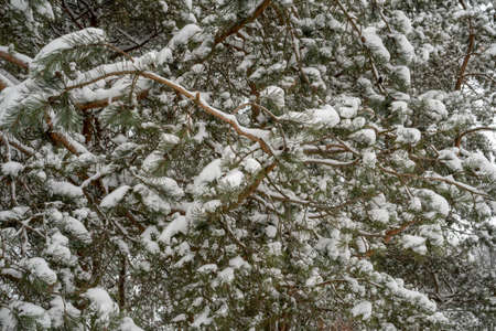 The branches of pine are covered with snow. Winter in a snowy forest.