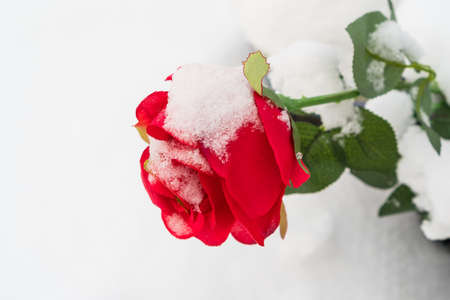 Artificial red rose covered in snow and frost laying on the groundの写真素材