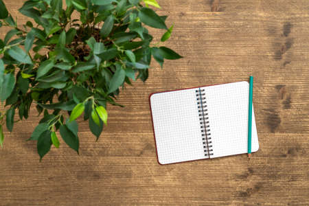 Green plant and open notebook on the table.Top view.の写真素材