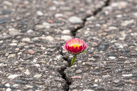 Spring flower growing on crack in old asphalt pavementの写真素材