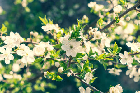White blossoms on the branch during spring bloomingの写真素材