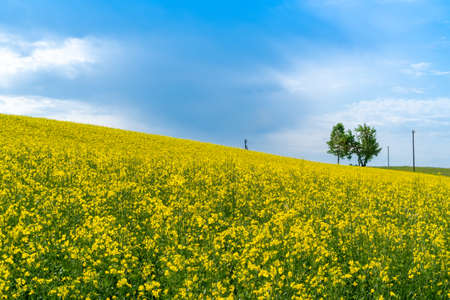 Rapeseed field in summer with blue sky and clouds