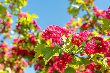 Pink Hawthorn tree blooming in the gardenの写真素材