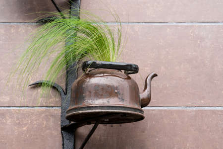 Decoration with green plant growing in the old tea-pot