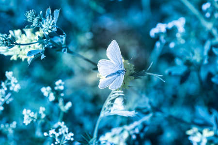 Wild meadow grass and butterfly in summer in nature macro. Blue toned image.の写真素材