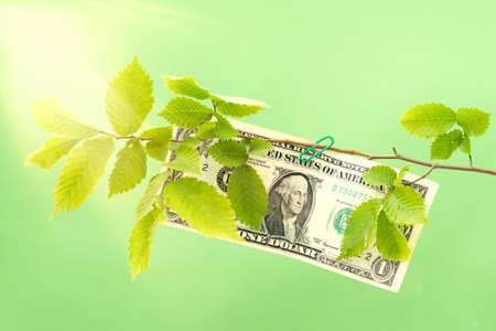 Dollar hanging on the branch of a green tree. Money tree, revenue growth.