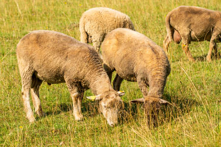 Flock of sheeps grazing in green farm