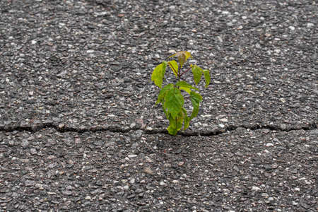 Young tree grow in a cracked asphalt. Rising sprout on dry ground.