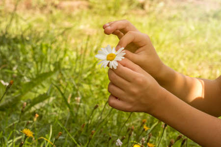 Girl guesses on a daisy. Loves me loves me not guessing game by tearing off a daisy petal.の写真素材