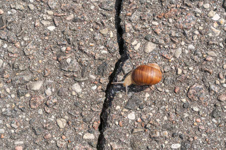Snail facing a problem, crack on the asphalt road ahead