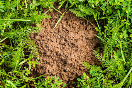 Molehill in the middle of the green grass. Top view.の写真素材