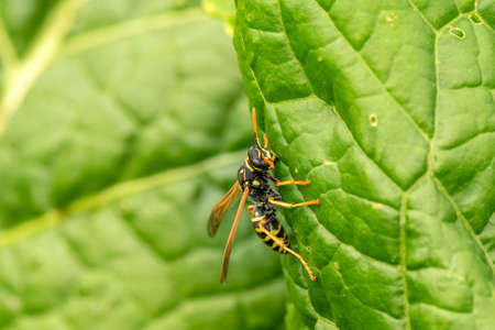 Wasp on the green leaf in natureの写真素材