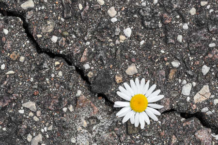Daisy flower growing from cracked asphalt.Environment concept.Top view.