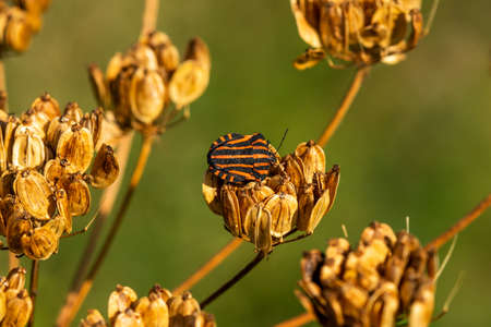 The forest bug or red-legged shield bug sitting on the dry plant