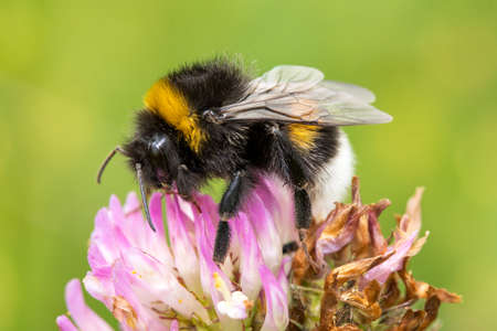 Bumblebee is pollinating pink clover flowerの写真素材