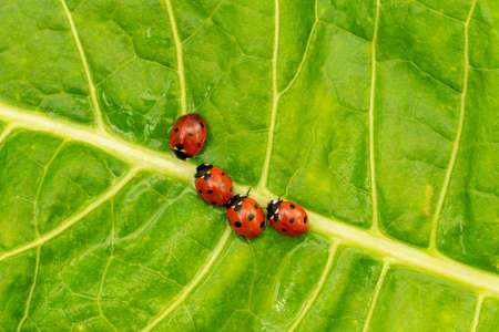 Ladybugs family on the green leaf after rain
