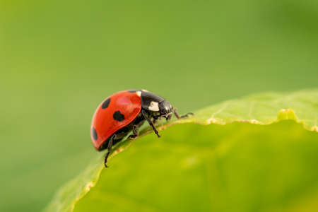 Ladybug sits on a green leaf closeupの写真素材
