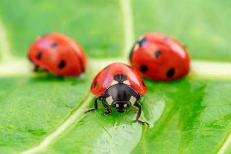Three ladybugs on the green leaf after rainの写真素材