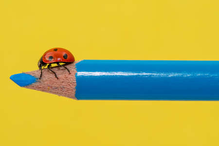 Red ladybug walking on a blue pencil over yellow backgroundの写真素材