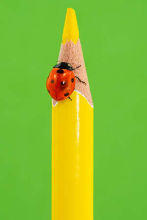 Red ladybug sitting on a yellow pencil over a green background