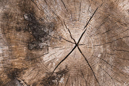 Old tree stump with a cracks. Can be used as backgroundの写真素材
