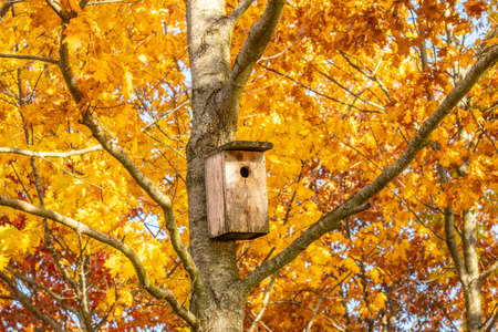 Bird house on the autumnal maple tree