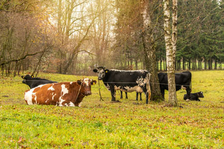 Small herd of cows on a green pasture next to the trees