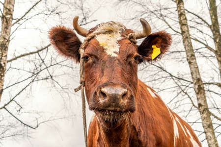 Cow looking menacingly at the cameraの写真素材