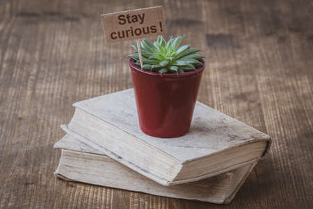 Books and cactus with a text Stay Curious. Concept for curiosityの写真素材