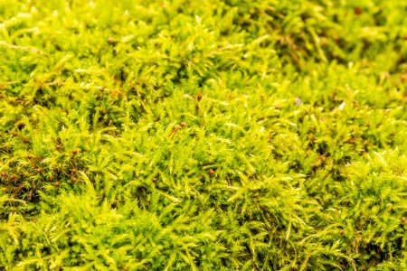 Green moss background texture beautiful in natureの写真素材