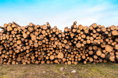 Pile of wood logs ready for winter. Freshly cut tree logs piled up.