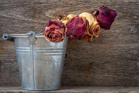 A bouquet of dead withered red roses in old shabby aluminium bucket