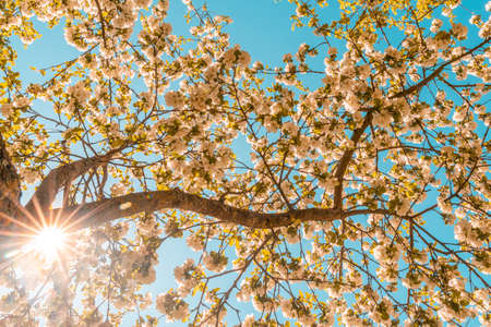 Blooming apple tree in springtime on a sunny day. Countless  blossoms on the tree branches. Low angle view.の写真素材