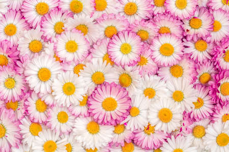 Bright picture of background full of daisy flowers. Abstract background of flowers.  Bunch of flowers.の写真素材